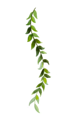 Leaf graphic